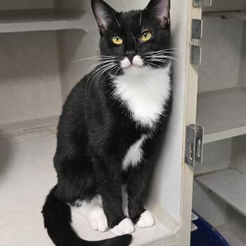 Rescue American Shorthair Cats for Adoption in Eglin Air Force Base, Florida - Big Mo | PetCurious