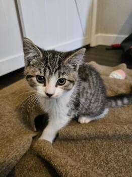 Britney Spears -  Domestic Short Hair Cat for Adoption in Pasco, Washington - Britney Spears | PetCurious