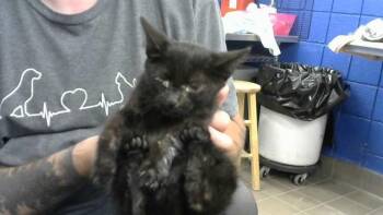 NEFRA -  Domestic Short Hair Cat for Adoption in Albuquerque, New Mexico - NEFRA | PetCurious