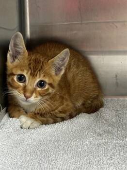 CECIL -  Domestic Short Hair Cat for Adoption in Fort Lauderdale, Florida - CECIL | PetCurious