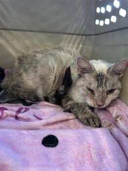 BLANCA -  Domestic Short Hair Cat for Adoption in San Antonio, Texas - BLANCA | PetCurious
