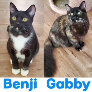 Rescue Domestic Short Hair Cats for Adoption in Encinitas, California - Benji | PetCurious