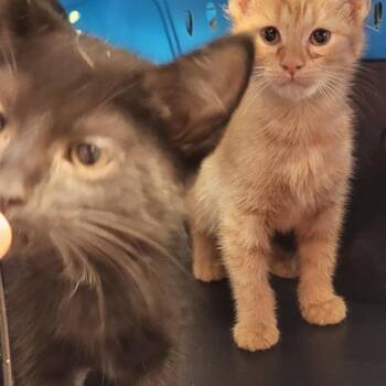 Gin -  Domestic Short Hair Cat for Adoption in New Fairfield, Connecticut - Gin | PetCurious