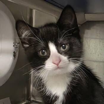 Monarch *Avail on 9/26 at Biddeford PetSmart* -  Domestic Medium Hair Cat for Adoption in Kennebunk, Maine - Monarch *Avail On 9/26 At Biddeford PetSmart* | PetCurious