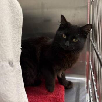 Domestic Medium Hair Cats Available for Adoption in Enfield, New Hampshire - Magdalena | PetCurious