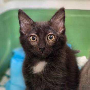 Button -  Domestic Short Hair Cat for Adoption in Sarasota, Florida - Button | PetCurious