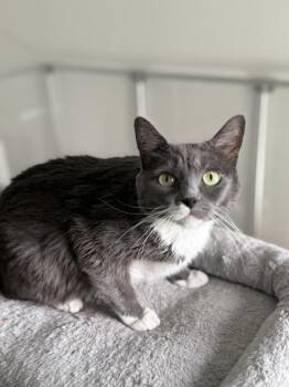 Domestic Short Hair Cats Available for Adoption in Las Vegas, Nevada - Olive | PetCurious