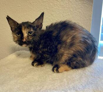 Megan -  Domestic Short Hair Cat for Adoption in St. Helens, Oregon - Megan | PetCurious
