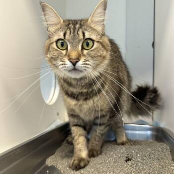 Fe (ID 52116) -  Domestic Medium Hair Cat for Adoption in Manassas, Virginia - Fe (ID 52116) | PetCurious