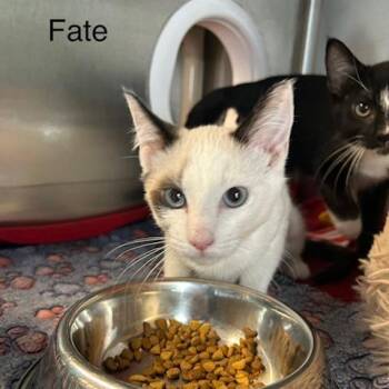 Fate -  Domestic Short Hair Cat for Adoption in Knoxville, Tennessee - Fate | PetCurious