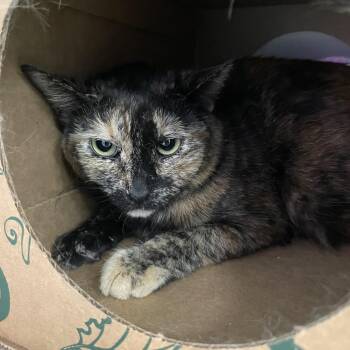 Bernie -  Domestic Short Hair Cat for Adoption in Saint Charles, Missouri - Bernie | PetCurious