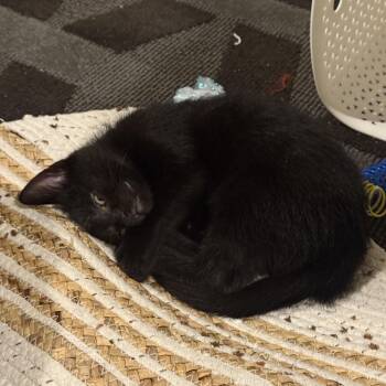 Samwise -  Domestic Short Hair Cat for Adoption in Ferndale, Michigan - Samwise | PetCurious