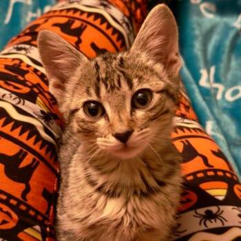 Pearl -  Domestic Short Hair Cat for Adoption in Dekalb, Illinois - Pearl | PetCurious