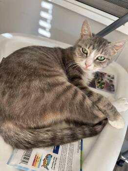 Emerald -  Domestic Short Hair Cat for Adoption in Clarksville, Tennessee - Emerald | PetCurious