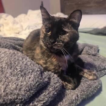 Trish -  Domestic Short Hair Cat for Adoption in Lakewood, Colorado - Trish | PetCurious
