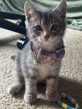 Domestic Short Hair Cats Available for Adoption in Lemont, Illinois - Nigel | PetCurious