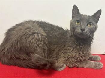 KIARA -  Domestic Short Hair Cat for Adoption in Sacramento, California - KIARA | PetCurious