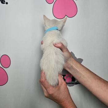 Nimbus -  Siamese and Domestic Short Hair Cat for Adoption in Milton, Florida - Nimbus | PetCurious