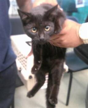 A476779 -  Domestic Short Hair Cat for Adoption in Oklahoma City, Oklahoma - A476779 | PetCurious