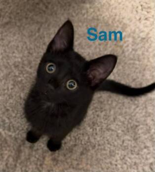 Domestic Short Hair Cats Available for Adoption - Sam B. | PetCurious