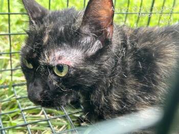 REGINA -  Domestic Short Hair Cat for Adoption in Ocala, Florida - REGINA | PetCurious