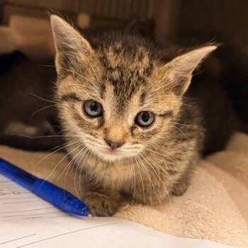 Rescue Domestic Short Hair Cats for Adoption in Morton Grove, Illinois - Firefly | PetCurious