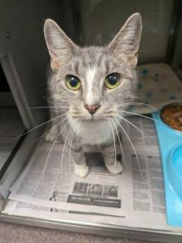 Mona -  Domestic Short Hair Cat for Adoption in Louisburg, North Carolina - Mona | PetCurious