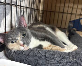 Dilute Calico Cats Available for Adoption - Blush | PetCurious