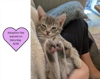RYAN JUNIOR* -  Domestic Short Hair Cat for Adoption in Santa Cruz, California - RYAN JUNIOR* | PetCurious