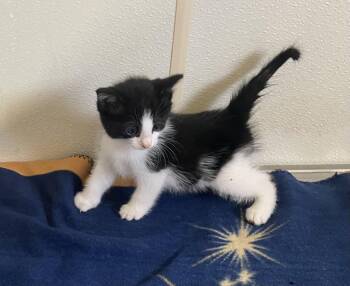 Eloise - Tux Kitten - in foster care -  Tuxedo Cat for Adoption in Mitchell, South Dakota - Eloise - Tux Kitten - In Foster Care | PetCurious