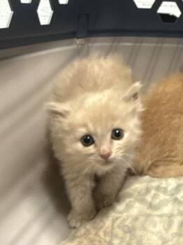 Suzuki -  Domestic Medium Hair Cat for Adoption in Mobile, Alabama - Suzuki | PetCurious