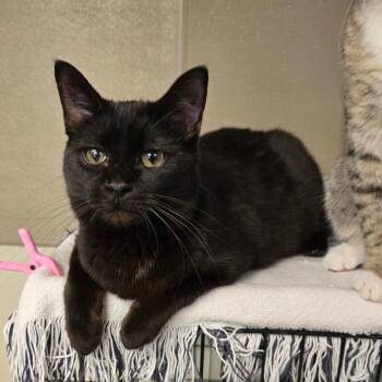 Domestic Medium Hair Cats Available for Adoption - Wheezy | PetCurious