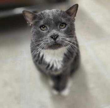Sunny Side Up -  Manx Cat for Adoption in Maple Ridge, British Columbia - Sunny Side Up | PetCurious