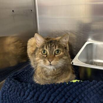 Kendra -  Domestic Short Hair Cat for Adoption in Saint Charles, Missouri - Kendra | PetCurious