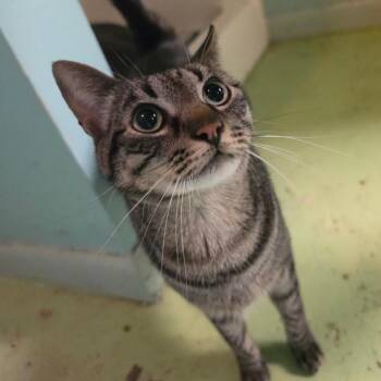 Domestic Short Hair Cats Available for Adoption in Melrose, Florida - Dudley | PetCurious