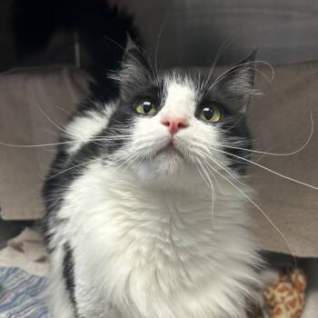 Mimi -  Domestic Medium Hair Cat for Adoption in Oakland, California - Mimi | PetCurious