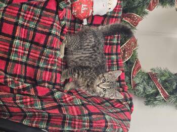 Rescue Tiger Cats for Adoption in Bluffton, Indiana - Zoe | PetCurious