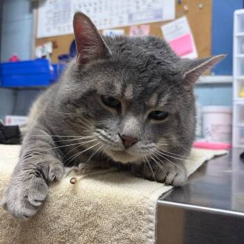 Domestic Short Hair Cats Available for Adoption - Chubbs | PetCurious