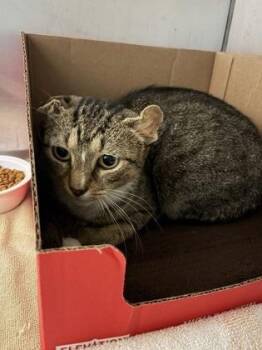 Llama -  Domestic Short Hair Cat for Adoption in West Chester, Pennsylvania - Llama | PetCurious