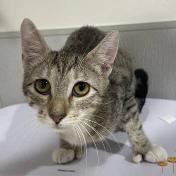 Domestic Short Hair Cats Available for Adoption - Gwen | PetCurious