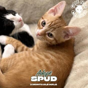 Spud -  Domestic Short Hair Cat for Adoption in Wilmington, North Carolina - Spud | PetCurious