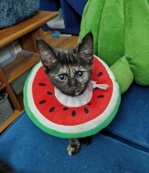 Mercedes -  Domestic Short Hair Cat for Adoption in Topeka, Kansas - Mercedes | PetCurious
