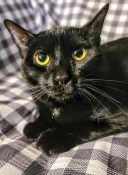 Rescue Domestic Short Hair Cats for Adoption in Carrollton, Texas - Sabrina | PetCurious