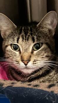 Karma -  Domestic Short Hair Cat for Adoption in Venice, Florida - Karma | PetCurious