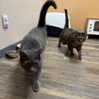 Marah & Rio (Bonded) -  Domestic Short Hair Cat for Adoption in Oconto, Wisconsin - Marah & Rio (Bonded) | PetCurious