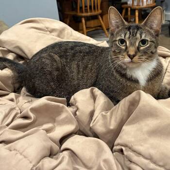 Rescue Domestic Short Hair Cats for Adoption in Mokena, Illinois - Marlin | PetCurious