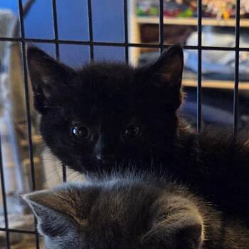 Domestic Short Hair Cats Available for Adoption in Hanna City, Illinois - Fireball | PetCurious