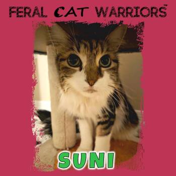 Suni -  Domestic Long Hair Cat for Adoption in Kingman, Arizona - Suni | PetCurious