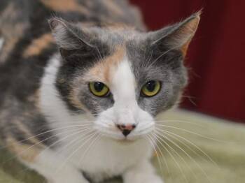 Domestic Short Hair Cats Available for Adoption - Cece | PetCurious
