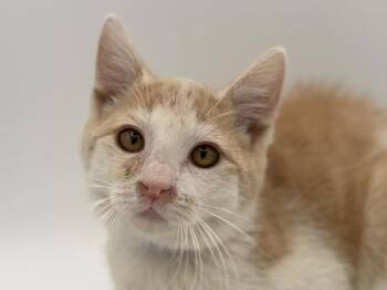 Jared -  Domestic Short Hair Cat for Adoption in Portland, Oregon - Jared | PetCurious